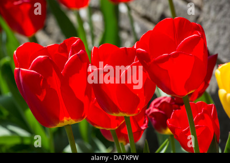 Tre gloriose tulipani rossi in piena fioritura in una bella giornata di sole Foto Stock
