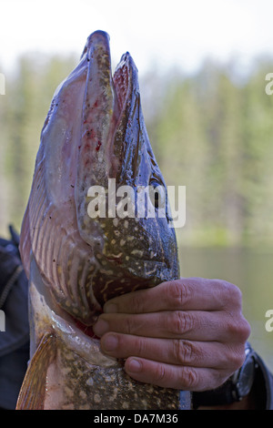 La pesca del giorno Foto Stock