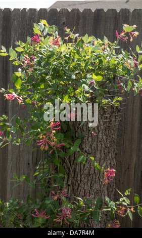 Caprifoglio Goldflame, Lonicera x heckrottii,salendo un trellis intorno a un albero morto il moncone. Oklahoma, Stati Uniti d'America Foto Stock