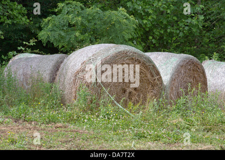 Grande, laminati, secco balle di fieno seduto in un campo Foto Stock