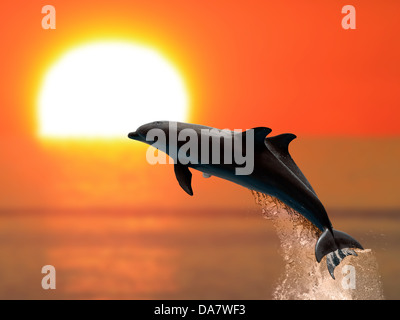 Due i delfini nuotare nel tramonto Foto Stock