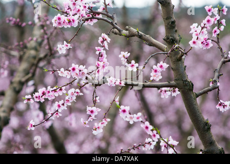 Dettaglio fotografia di un frutteto di alberi di pesco in fiore. Foto Stock