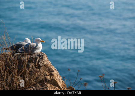 Due gabbiani annidate su una roccia frastagliate che si affaccia su un mare di un blu intenso. Costa Brava, Catalunya. Foto Stock