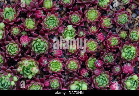 Jovibarba Hirta Glabrescens. Sempervivum Foto Stock