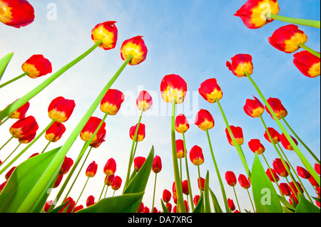 Tulipani rossi su uno sfondo di cielo blu Foto Stock