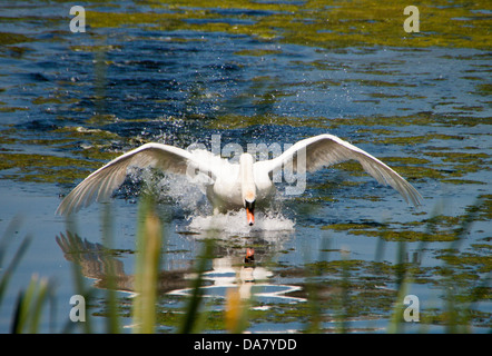 Cigno - Cygnus olor. Il passaggio a un'altra parte del lago, senza togliere. Foto Stock