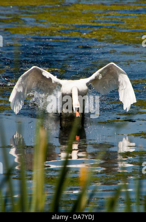 Cigno - Cygnus olor. Il passaggio a un'altra parte del lago, senza togliere. Foto Stock