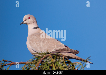 Una colomba a collare (Streptopelia decaocto) nel Regno Unito Foto Stock