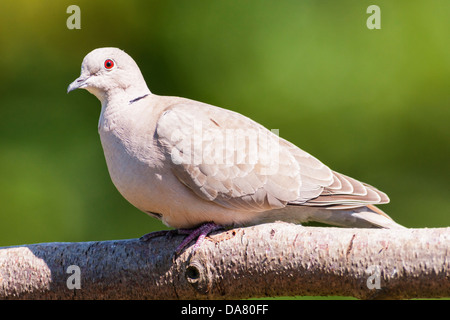 Una colomba a collare (Streptopelia decaocto) nel Regno Unito Foto Stock