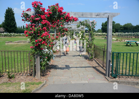 Un papà passeggiate attraverso lungo una passerella di rose con i suoi due bambini piccoli su una soleggiata giornata d'estate in un parco di Londra Foto Stock