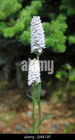 Irish orchidee selvatiche, Co Monaghan, Irlanda Foto Stock