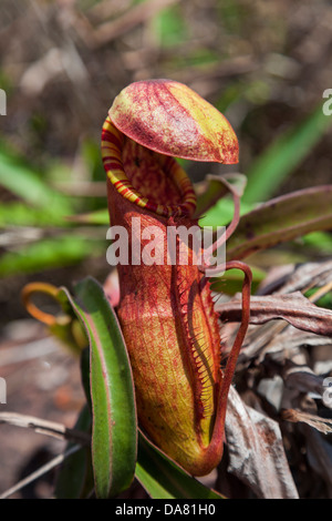 Tropical pianta brocca a Phnom Bokor - Provincia di Kampot, Cambogia Foto Stock