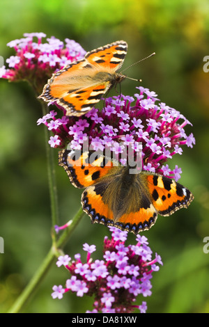 Piccola tartaruga o Aglais urticae farfalle sui viola Verbena fiori in estate Foto Stock