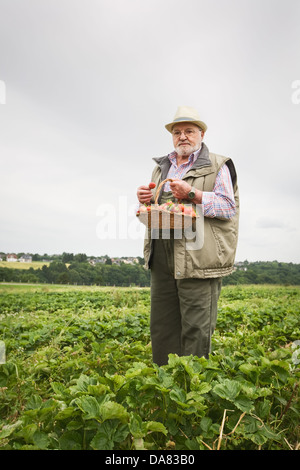 Senior uomo nel campo di fragole azienda cesto di fragole, ritratto Foto Stock