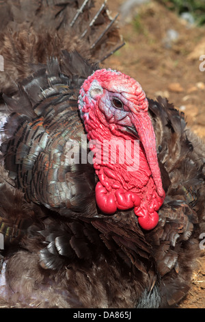 Primo piano della Turchia domestico. Regno Unito Foto Stock