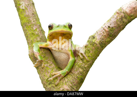 Raganella / Hyla arborea Foto Stock