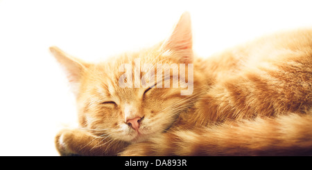 Tranquillo orange tabby cucciolo maschio avvolto a ricciolo sleeping Foto Stock