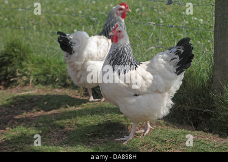 Luce Sussex galline Foto Stock