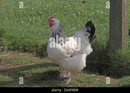 Luce di gallina Sussex Foto Stock