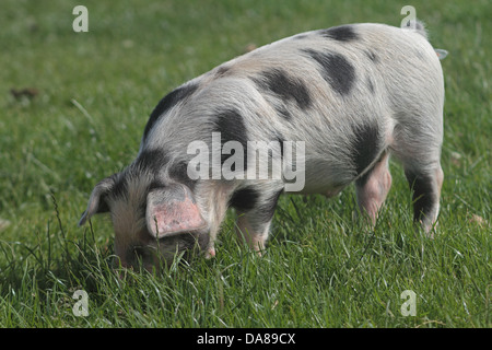 Gloucester old spot piglet foragng sull'erba. Regno Unito Foto Stock