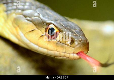 Primo piano di ripresa macro di un elica cilindrica di testa di serpente. Foto Stock