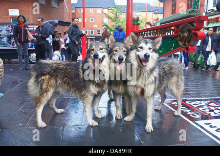 Una vista che mostra 3 Utonagan Wolf come cani con persone in background. Foto Stock