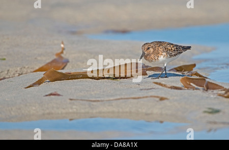 Sanderling, Calidris alba in estate piumaggio Stinky Bay Ebridi Esterne Foto Stock