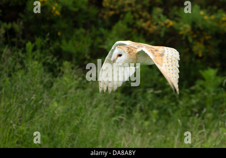 Flying Barbagianni (tylo alba) Foto Stock