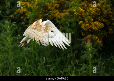 Flying Barbagianni (tylo alba) Foto Stock