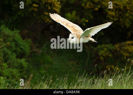 Flying Barbagianni (tylo alba) Foto Stock