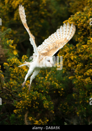 Flying Barbagianni (tylo alba) Foto Stock