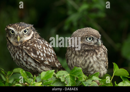 Coppia di Civette (Athene noctua) su di una siepe Foto Stock