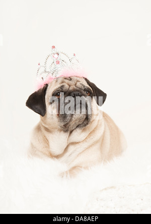 Pug maschio con una corona sulla sua testa sembra sublime a lato, sfondo bianco ritratto in studio Foto Stock