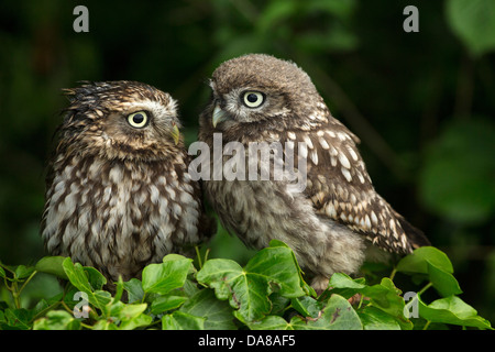 Coppia di Civette (Athene noctua) su di una siepe Foto Stock