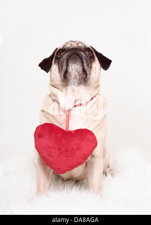 Pug cuore il giorno di san valentino, cane guarda in alto, indossa un cuore rosso attorno al collo, sfondo bianco Foto Stock