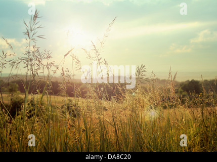 Foto di campi di grandi dimensioni con mais Foto Stock