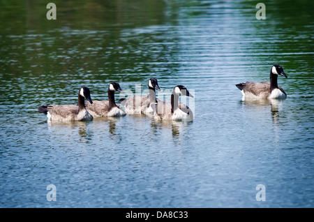 Canada Goose (Branta canadensis) famiglia nuotare nel lago Foto Stock