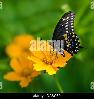 Nero a farfalla a coda di rondine (Papilio polyxenes) alimentazione su giallo fiore Tickseed Foto Stock