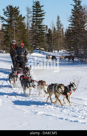 Il turista a godere la corsa in slitta trainata da cani a Wapusk avventure lo sleddog cantiere. Foto Stock