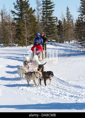 Il turista a godere la corsa in slitta trainata da cani a Wapusk avventure lo sleddog cantiere. Foto Stock