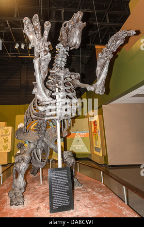 Replica di scheletro megatherium, una massa bradipo che ha vissuto fino a 10.000 anni fa nelle praterie canadesi. Manitoba Museum Foto Stock