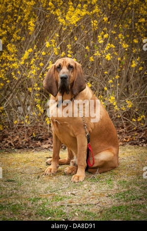 Un full blooded sangue hound si siede di fronte a una fioritura di boccola elastica con un aspetto triste sul suo volto, l'aspetto tipico per il bloodhound. Foto Stock