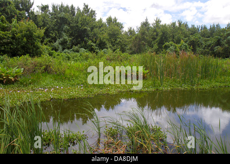 Florida Immokalee, Lago Trafford, Ann Olesky Park, acqua, sawgrass, natura, naturale, paesaggio, visitatori viaggio di viaggio turistico turismo punto di riferimento Foto Stock