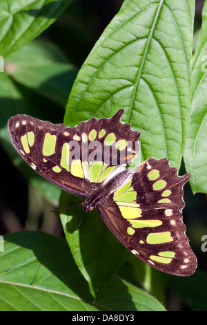 Malachite Butterfly (Siproeta stelenes) Foto Stock