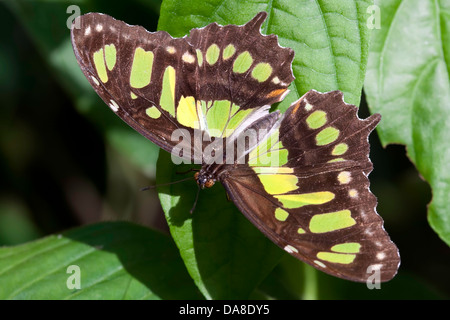 Malachite Butterfly (Siproeta stelenes), Costa Rica Foto Stock