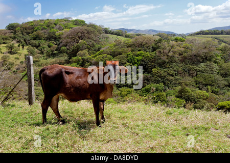 Erba di bovini alimentati, Costa Rica Foto Stock