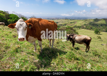 Erba di bovini alimentati, Costa Rica Foto Stock