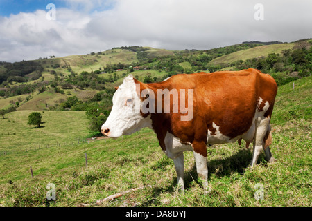 Erba di bovini alimentati, Costa Rica Foto Stock