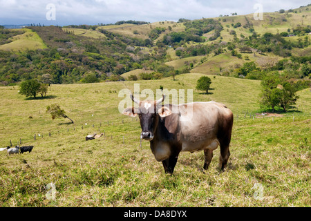 Erba alimentato bestiame Brahman, Costa Rica Foto Stock