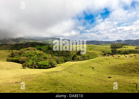 New Scenic 5 posti Costa Rican campagna con il bestiame al pascolo sulle lontane colline Foto Stock